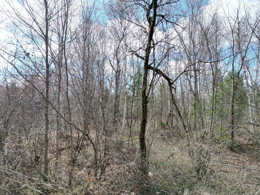 Spacious 22-acre parcel located on Merriman Road in the quiet - photo 7