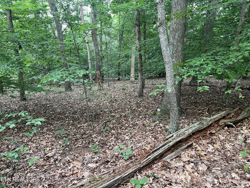 Escape to East Tennessee: Stunning Mountain-View Lot Ready for - photo 12