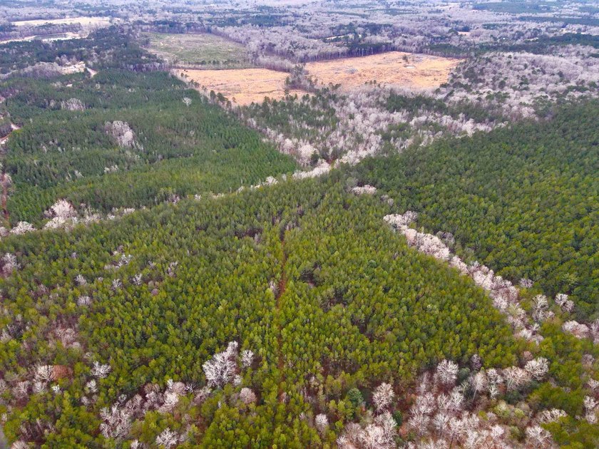 EXPLORE A 60+/- ACRE PROPERTY SUITABLE FOR HUNTING, TIMBER - photo 3