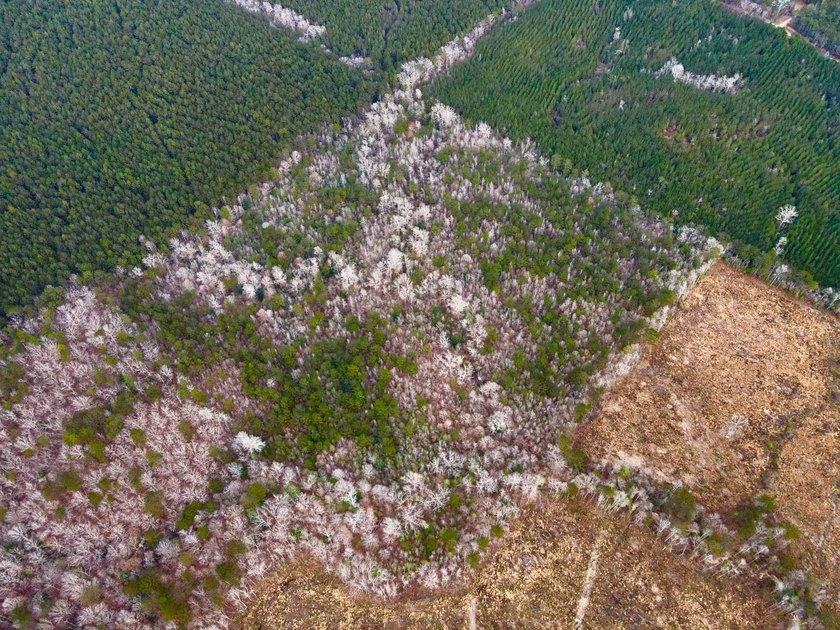 EXPLORE A 60+/- ACRE PROPERTY SUITABLE FOR HUNTING, TIMBER - photo 4