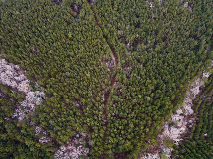 EXPLORE A 60+/- ACRE PROPERTY SUITABLE FOR HUNTING, TIMBER - photo 5