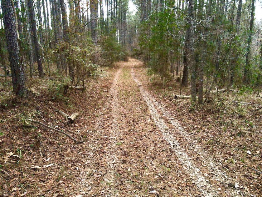 EXPLORE A 60+/- ACRE PROPERTY SUITABLE FOR HUNTING, TIMBER - photo 7