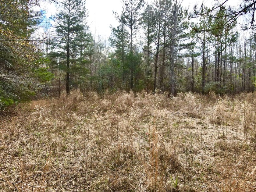 EXPLORE A 60+/- ACRE PROPERTY SUITABLE FOR HUNTING, TIMBER - photo 8