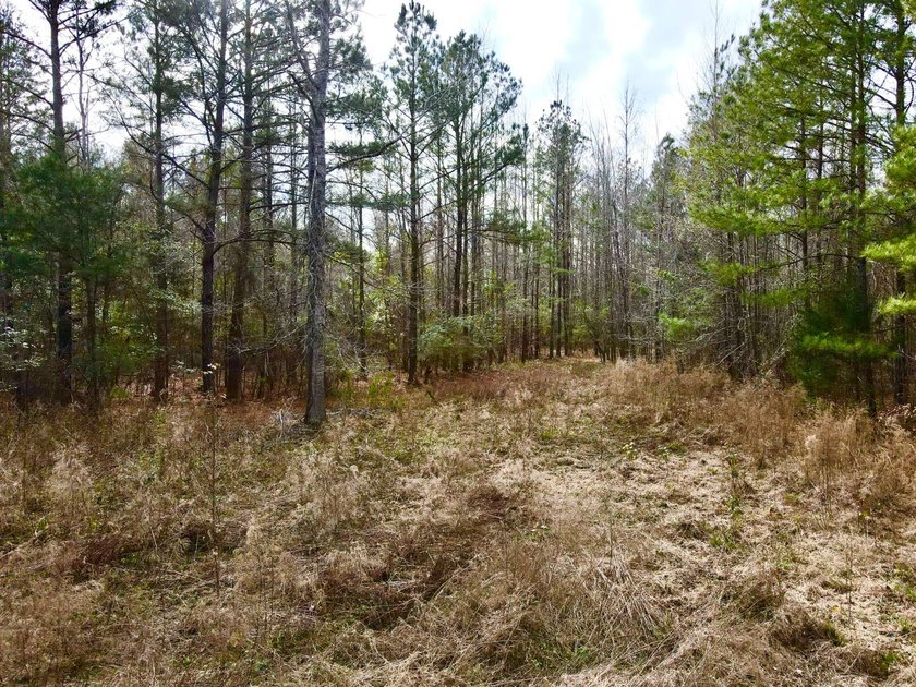 EXPLORE A 60+/- ACRE PROPERTY SUITABLE FOR HUNTING, TIMBER - photo 9