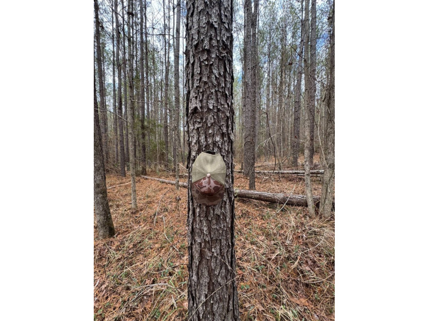 EXPLORE A 60+/- ACRE PROPERTY SUITABLE FOR HUNTING, TIMBER - photo 10