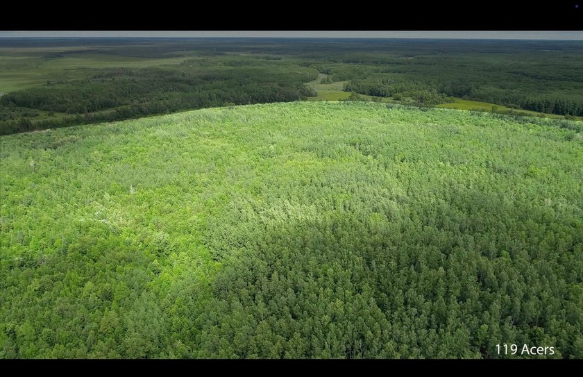 Amazing opportunity to own 119 acres of prime wooded real estate - photo 15