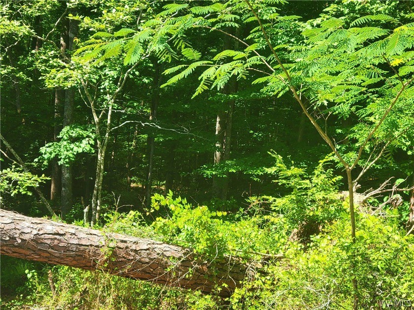 Build your dream home on this wooded lot on Lake Tuscaloosa - photo 2