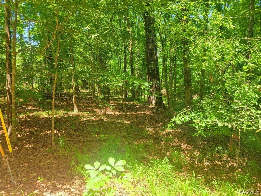 Build your dream home on this wooded lot on Lake Tuscaloosa - photo 4