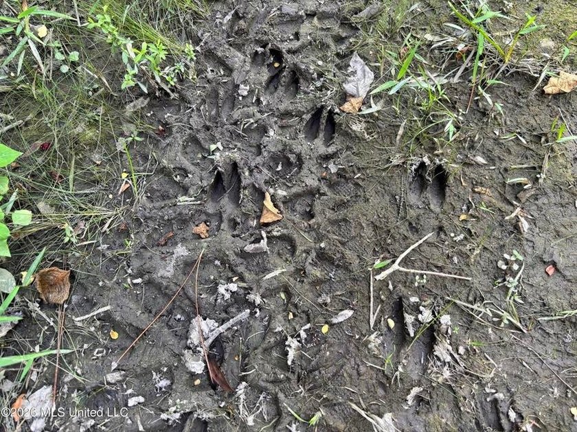 This 30-acre tract in Harrison County, Mississippi, represents a - photo 2