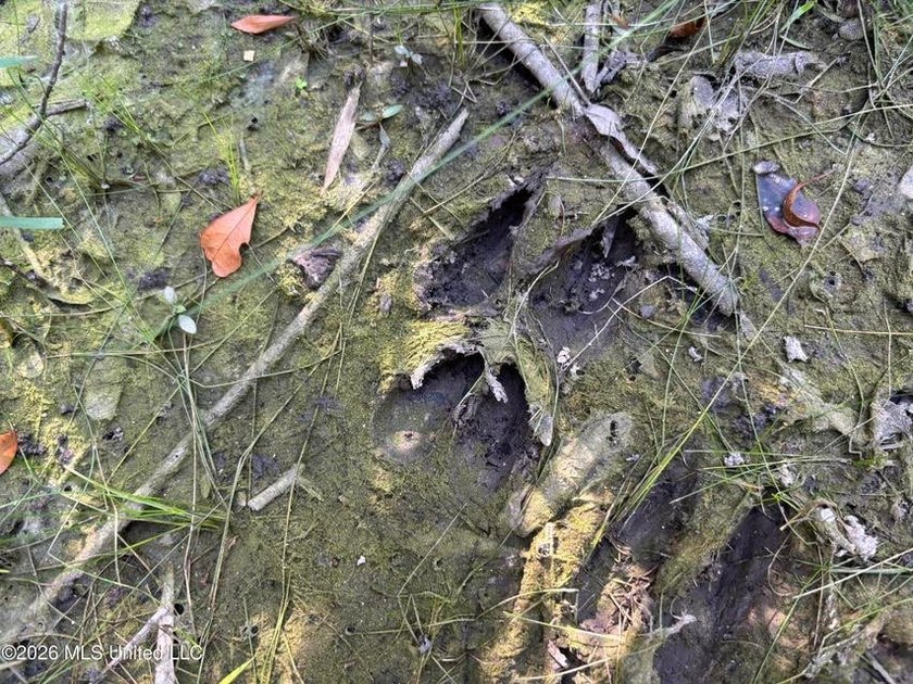 This 30-acre tract in Harrison County, Mississippi, represents a - photo 3