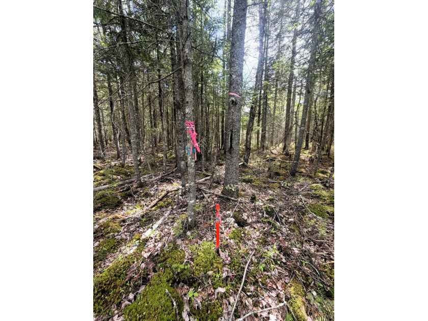 Thickly wooded with a healthy mix of hardwoods and evergreens - photo 5