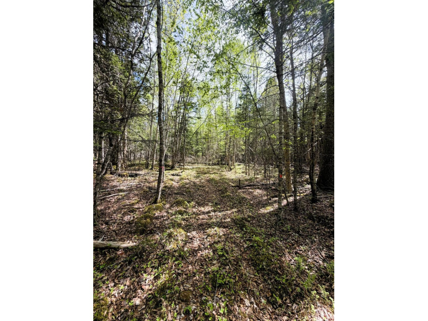 Thickly wooded with a healthy mix of hardwoods and evergreens - photo 6