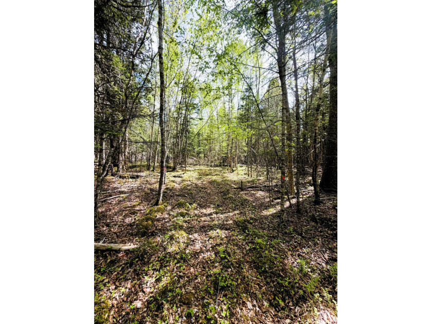 Thickly wooded with a healthy mix of hardwoods and evergreens - photo 7