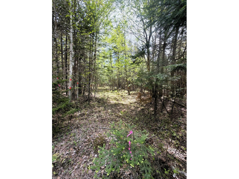 Thickly wooded with a healthy mix of hardwoods and evergreens - photo 8