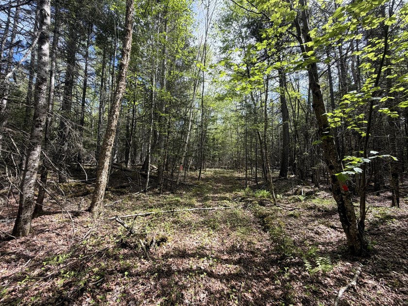 Thickly wooded with a healthy mix of hardwoods and evergreens - photo 9
