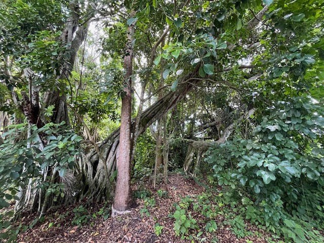 Organic farm, 2.79 acres of upland pasture after carving out the - photo 15