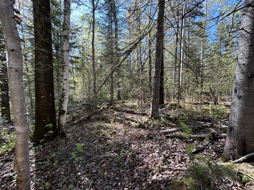 RANGELEY PLANTATION - Bring your building plans! Nicely wooded 1 - photo 4