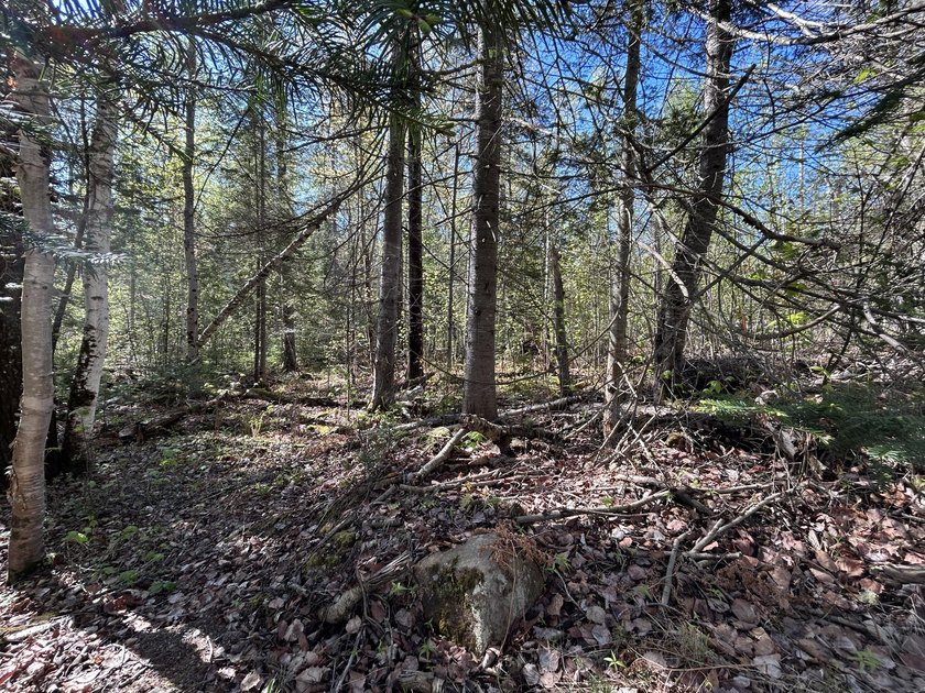 RANGELEY PLANTATION - Bring your building plans! Nicely wooded 1 - photo 5