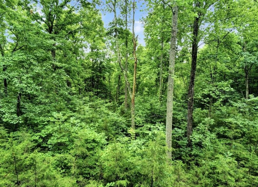 4.5 Acres Near Dale Hollow Lake - Ready for Your Dream Lake - photo 7