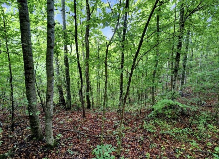 4.5 Acres Near Dale Hollow Lake - Ready for Your Dream Lake - photo 8