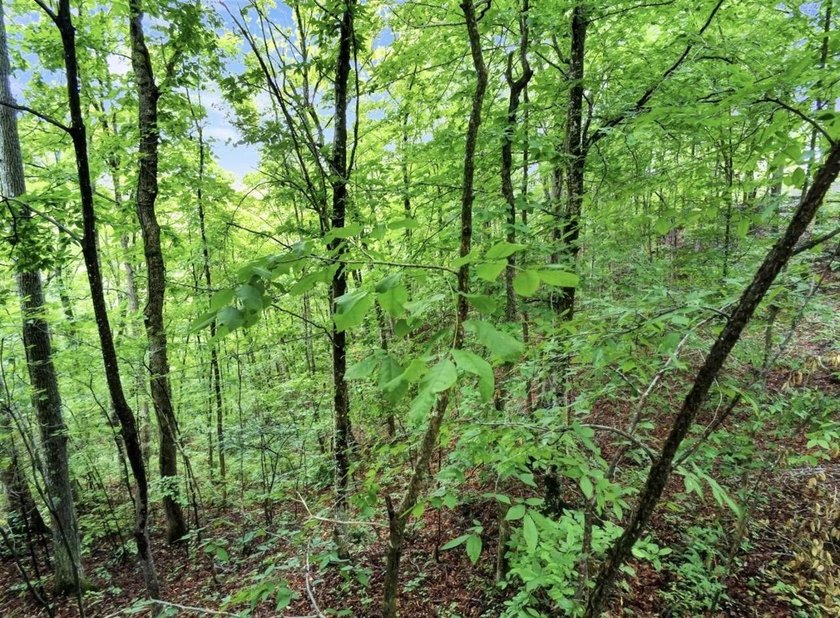 4.5 Acres Near Dale Hollow Lake - Ready for Your Dream Lake - photo 9