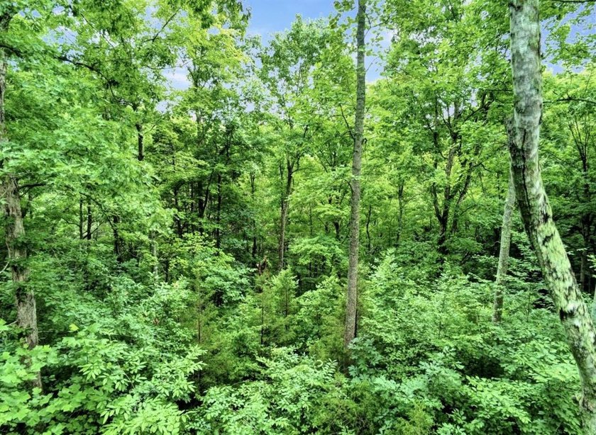 4.5 Acres Near Dale Hollow Lake - Ready for Your Dream Lake - photo 10