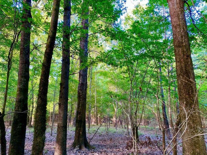 This diverse riverfront property is a rare find. Located between - photo 14