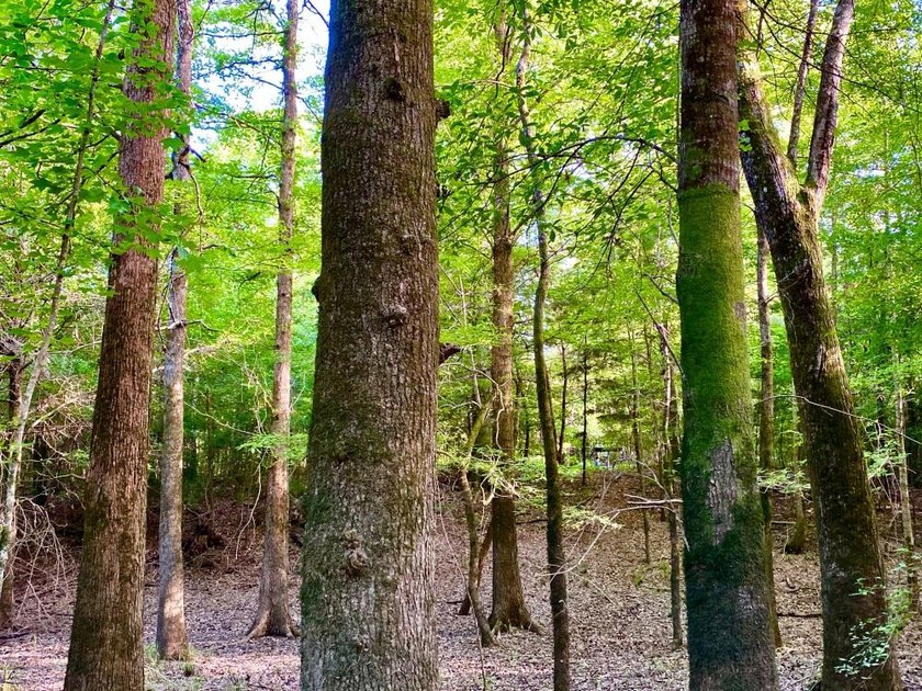This diverse riverfront property is a rare find. Located between - photo 41