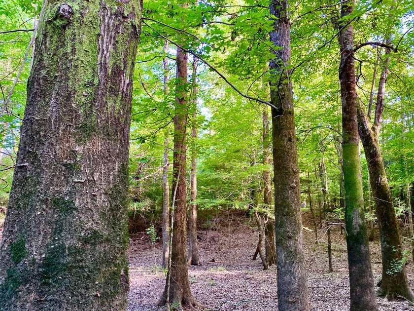 This diverse riverfront property is a rare find. Located between - photo 46