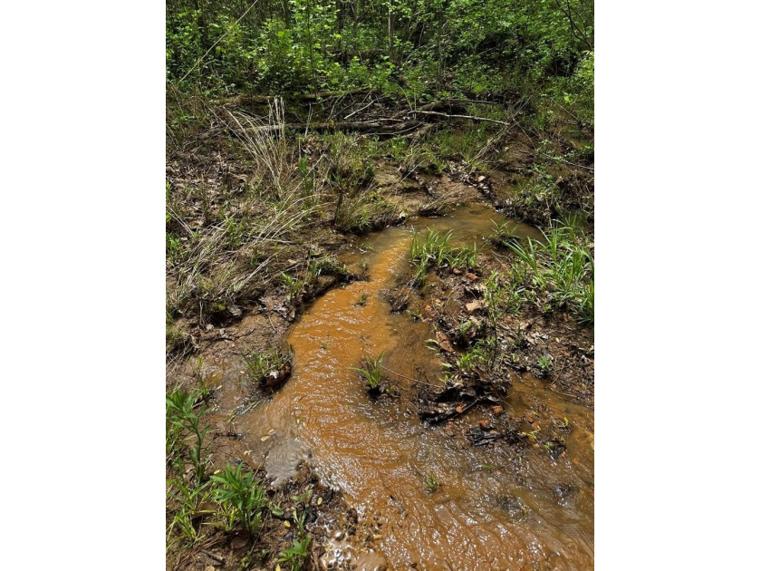 APPROX 197 ACRES LAFAYETTE COUNTY TIMBERLAND, GENTLY ROLLING - photo 7