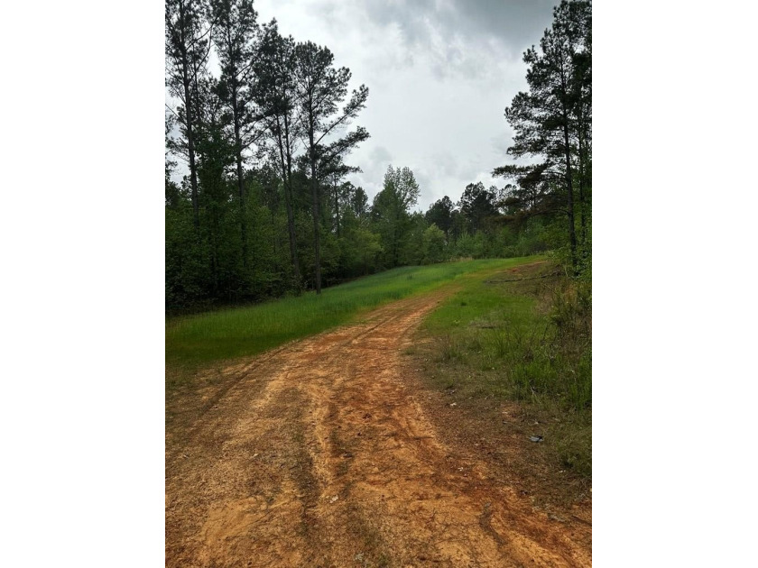 APPROX 197 ACRES LAFAYETTE COUNTY TIMBERLAND, GENTLY ROLLING - photo 8