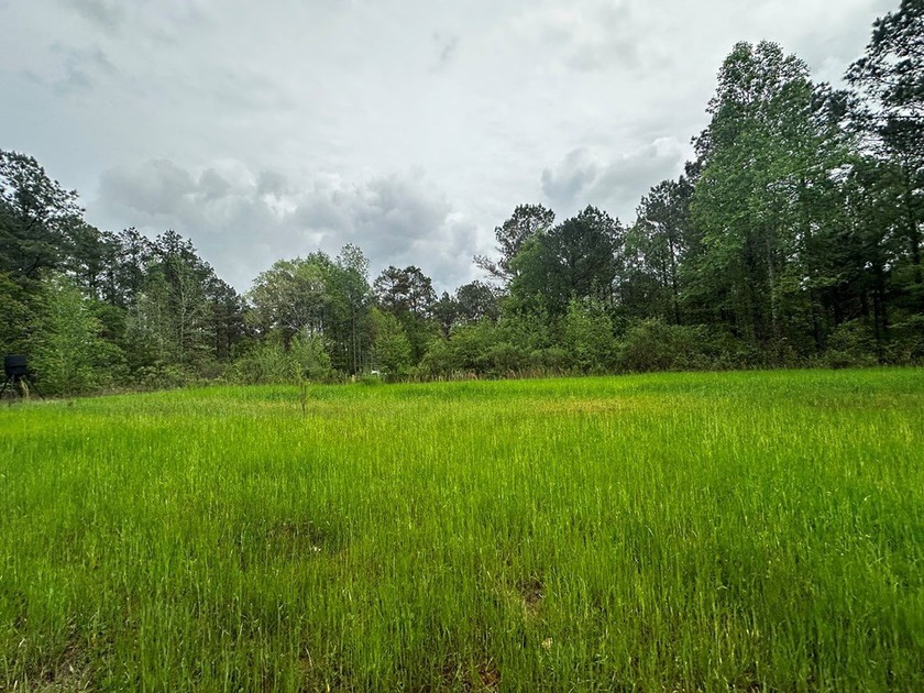 APPROX 197 ACRES LAFAYETTE COUNTY TIMBERLAND, GENTLY ROLLING - photo 9