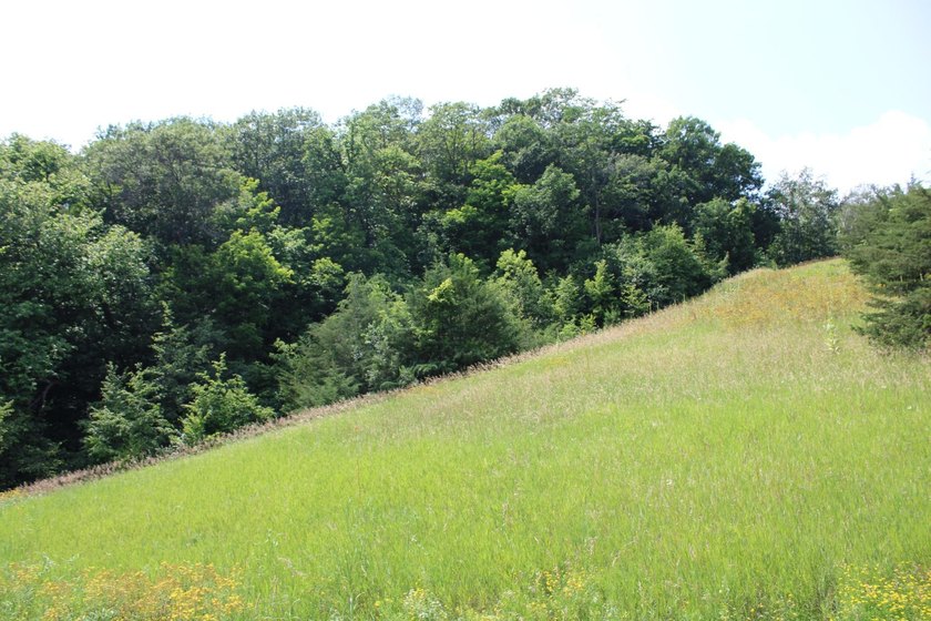 20+ Nicely Wooded Acres of Your Own Wilderness Paradise. A Lush - photo 2