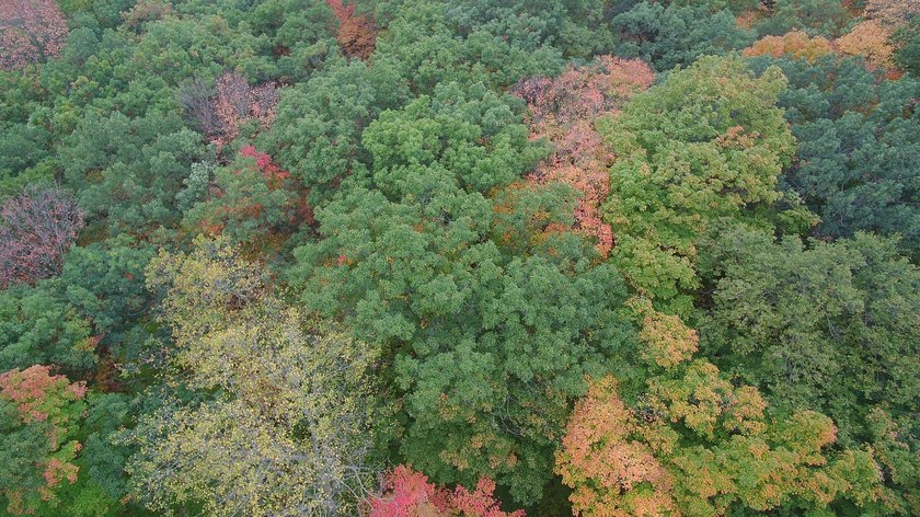 20+ Nicely Wooded Acres of Your Own Wilderness Paradise. A Lush - photo 5