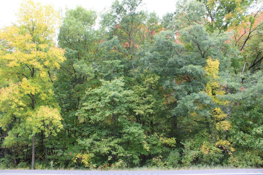 20+ Nicely Wooded Acres of Your Own Wilderness Paradise. A Lush - photo 8