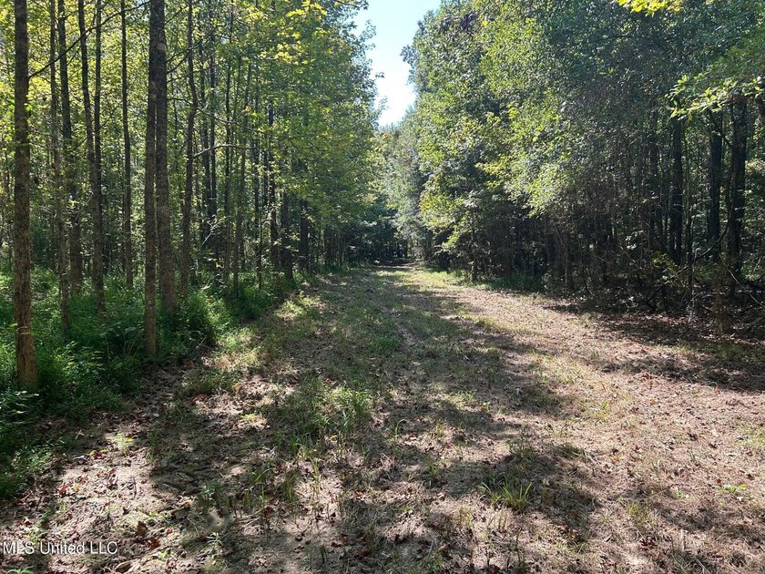 This 81+/- acre recreational tract in Holmes County offers the - photo 39