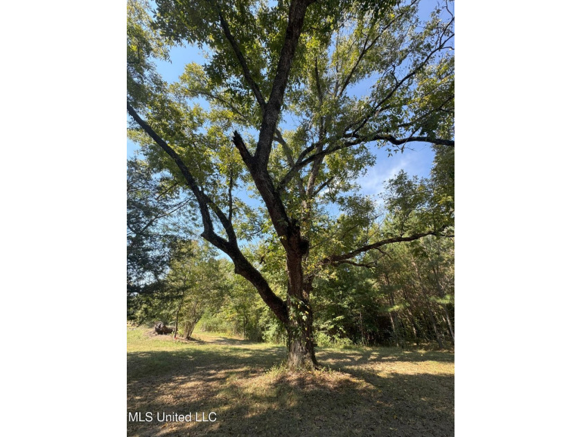 This 81+/- acre recreational tract in Holmes County offers the - photo 59