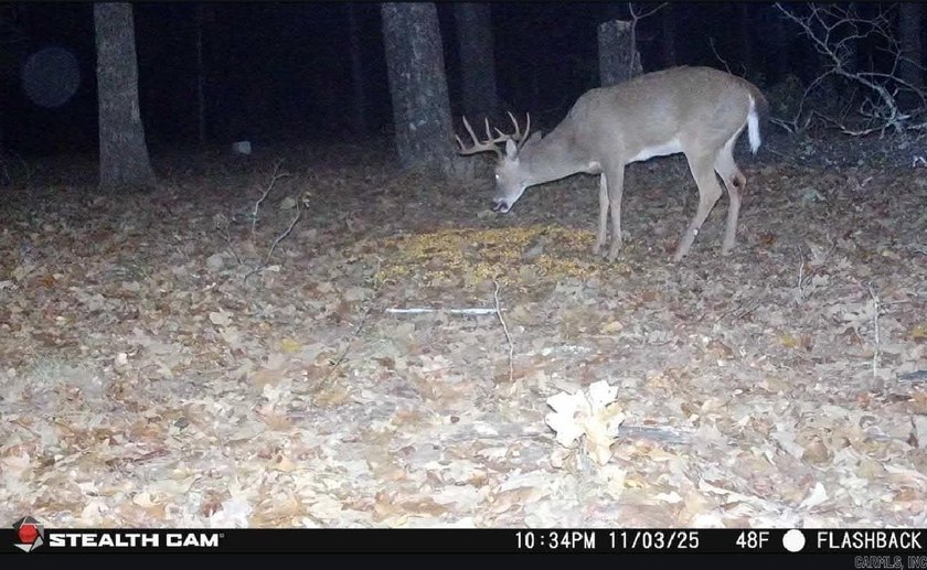 54+/- acres located off Peel Road in Shirley, Arkansas. This - photo 12