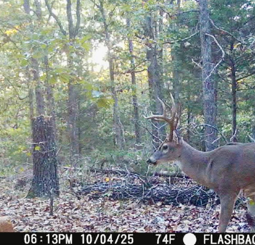 54+/- acres located off Peel Road in Shirley, Arkansas. This - photo 14