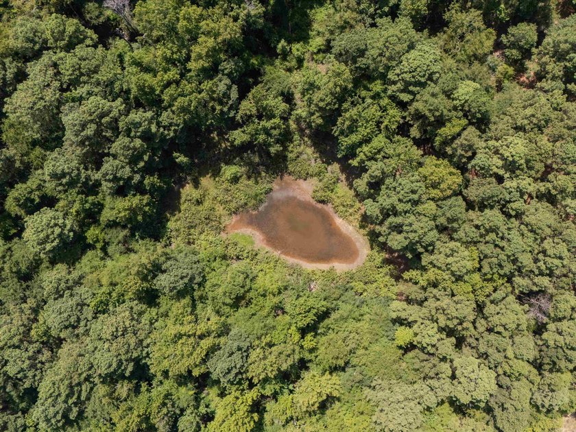 Check out these wooded tracts in a great location! Situated - photo 3