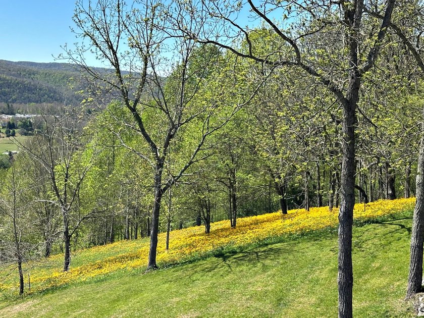 One of Pocahontas County's most magical settings, this - photo 11