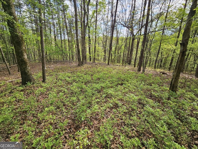 Seller will CONSIDER SUBDIVIDING. Parcels like this seem to be - photo 22