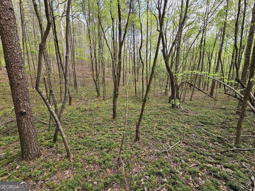 Seller will CONSIDER SUBDIVIDING. Parcels like this seem to be - photo 23