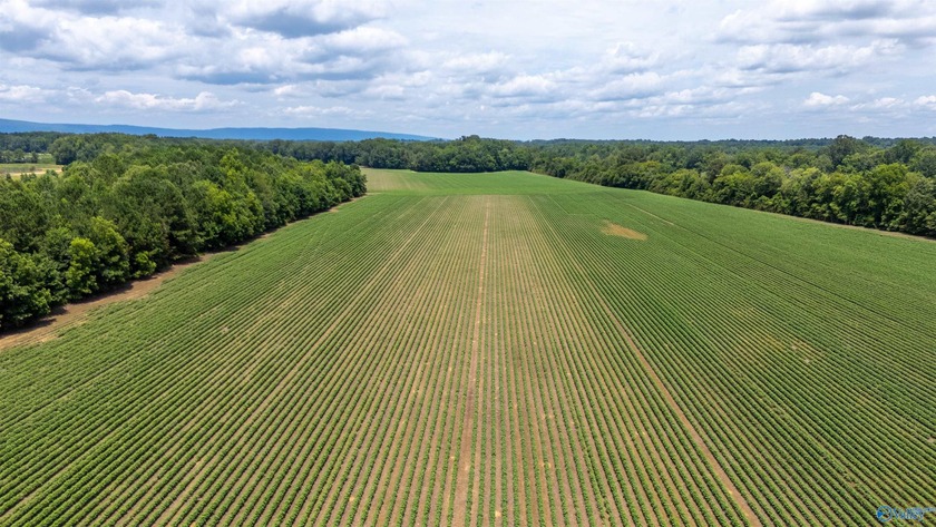 New Listing! First time offered! Beautiful farm featuring 2 - photo 6