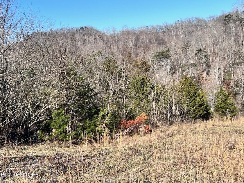 Welcome to Tract 2 on Bundren Mountain in beautiful East - photo 11