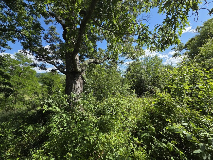 Bring your vision to life with this exceptional 10-acre tract - photo 15