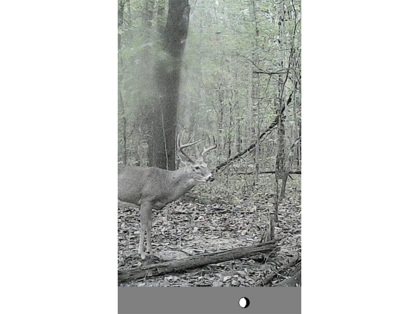 Great opportunity to own 14 acres of prime wooded hunting land - photo 11