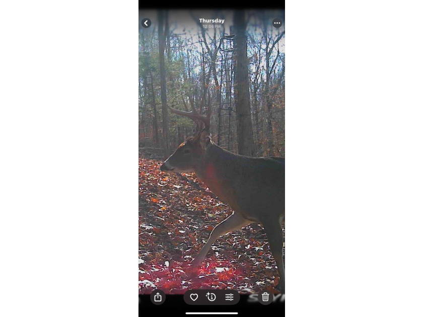 Great opportunity to own 14 acres of prime wooded hunting land - photo 13