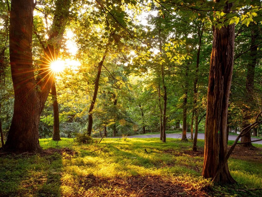 LOT for Sale! One of the last remaining buildable homesites in - photo 3
