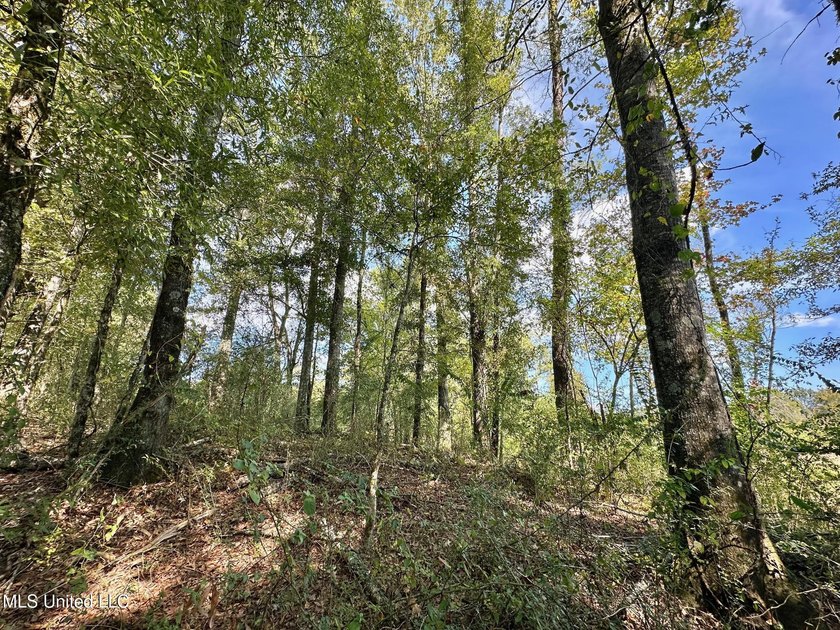 +/- 37 acres located in the Tuscolameta Creek bottom along the - photo 16